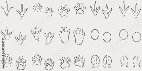 Animal Track Diversity: An array of animal tracks, artfully displayed, providing a glimpse into the diverse world of creatures and their unique footprints.