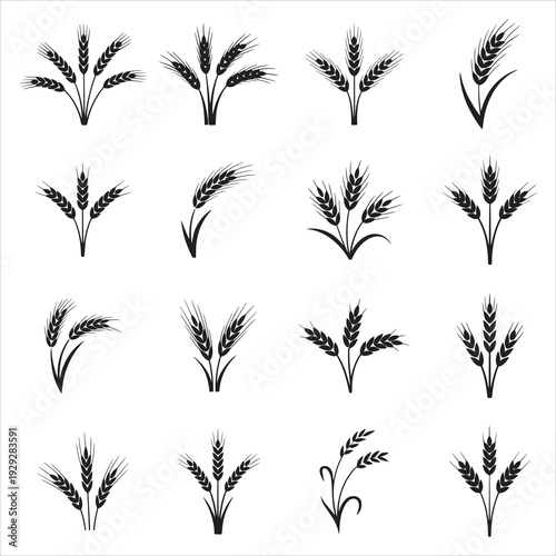 Wheat Grain Ear Silhouettes Vector Collection of Agricultural Barley