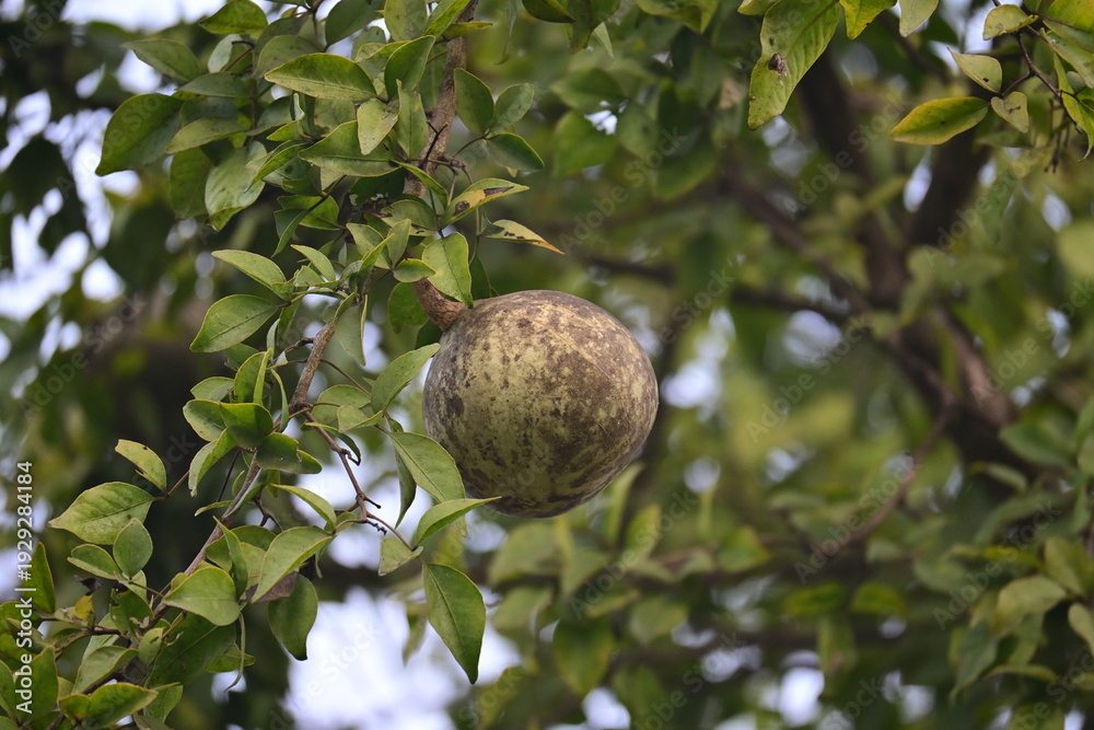 Fototapeta premium Bael Fruit Hanging on Tree Branch with Green LeavesA mature bael fruit (Aegle marmelos) hangs from a tree branch surrounded by glossy green leaves. The round fruit has a rough green and brown surfac