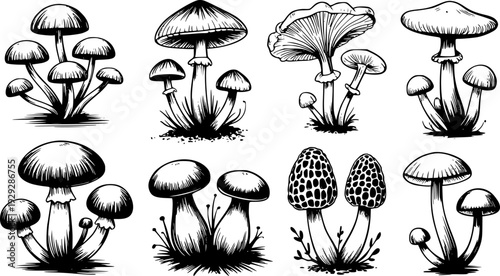Collection of diverse hand drawn black and white mushroom in various shapes and sizes