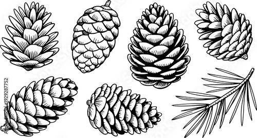 Collection of hand drawn pine cones and evergreen branch in black and white style