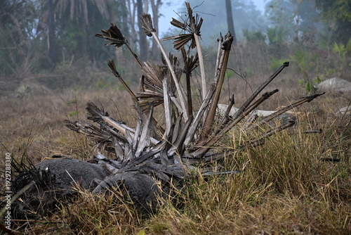 Tableau sur toile Burnt Palm Tree Remains in Foggy Field After Fire

The charred remains of a palm tree stand in a foggy field surrounded by dry grass