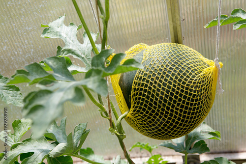 A green watermelon fruit in partial shade ripens in a greenhouse .