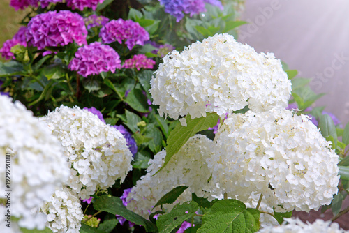 White Annabelle hydrangea flowers in a German garden.