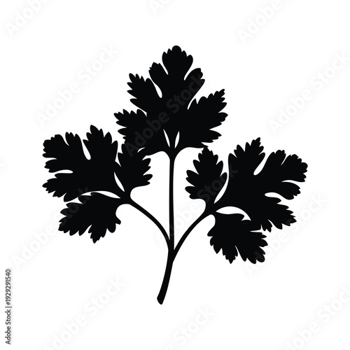 Elegant black and white parsley plant with intricate leaves silhouette vector illustration, coriander leaves silhouette vector illustration