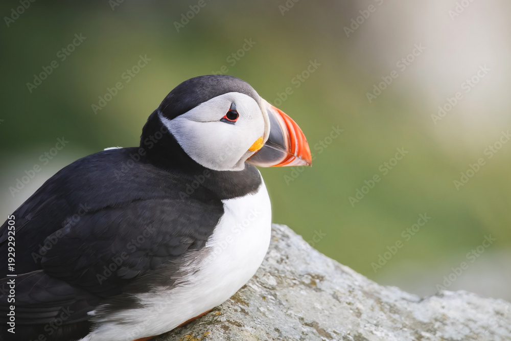 Naklejka premium Close-up detail of Atlantic puffin (sea parrot) sitting on a rock with blurred background, with signature colorful orange beak, sparkling eye, and sharp feathers for iconic breeding season in Spring