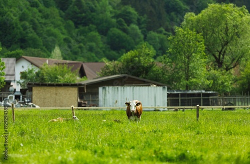 Obraz na plátně Individuals gather stinging nettle leaves in lush greenery while experiencing the simplicity of life in the countryside