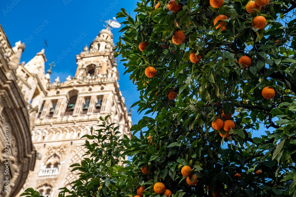 Fototapeta premium View of the La Giralda with Seville’s iconic orange trees