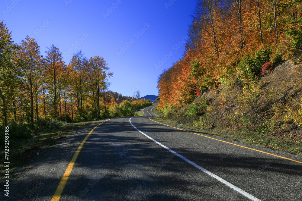 Fototapeta premium Image of the road passing through the forest decorated with autumn colors.