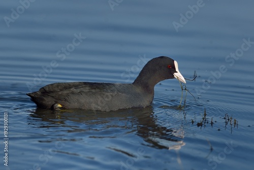 Eurasian coot (Fulica atra) on water, Marais de Vendee, France. January. 