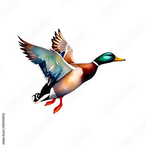 A vibrant illustration of a colorful duck in flight with its wings fully extended