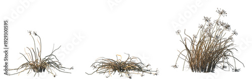 Slika na platnu Set of dry Allium canadense (the Canada onion, Canadian garlic, wild garlic, mea