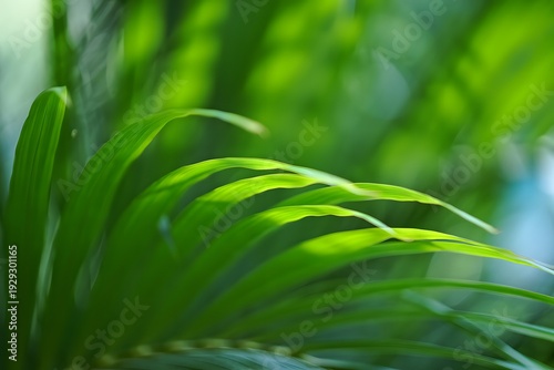 Close-up of vibrant green tropical leaves against a lush garden background