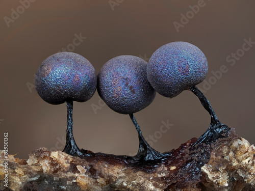 Slime mould (Lamproderma violaceum) close up of three  sporangia, Buckinghamshire, England, UK. November. Focus stacked. 