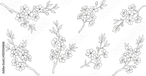 Hand drawn cherry blossom branches set, delicate floral line art vector illustration isolated on white background