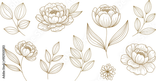 Elegant peony flower line art set, botanical floral outline vector illustration isolated on white background