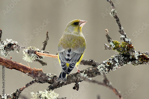 European Greenfinch (Chloris chloris) male on a branch close up, portrait, greenish colorful, Europe, Latvia