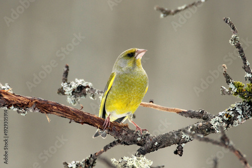 European Greenfinch (Chloris chloris) male on a branch close up, portrait, greenish colorful, Europe, Latvia
