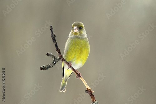 European Greenfinch (Chloris chloris) male on a branch close up, portrait, greenish colorful, Europe, Latvia