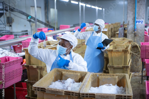 Wallpaper Mural Quality control officer and workers sorting, inspecting raw fish Torontodigital.ca