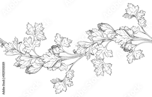 Seamless border of the parsley. Vector ink styled handmade illustration. For packaging design, cards, cover, prints, product labels and fabric.