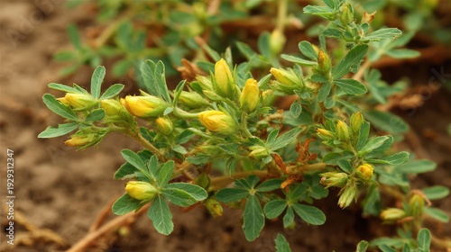 Vibrant yellow flowers blooming on green plant in natural outdoor setting