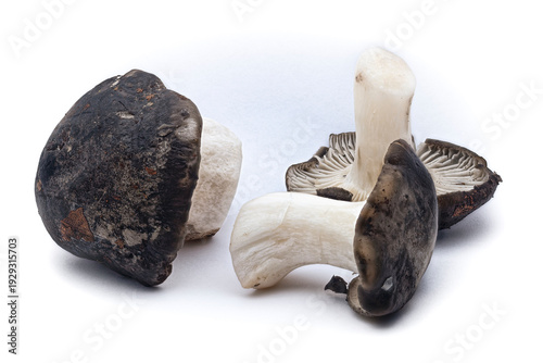 March mushroom (Hygrophorus marzuolus), edible mushroom on a white background