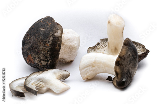 March mushroom (Hygrophorus marzuolus), edible mushroom on a white background