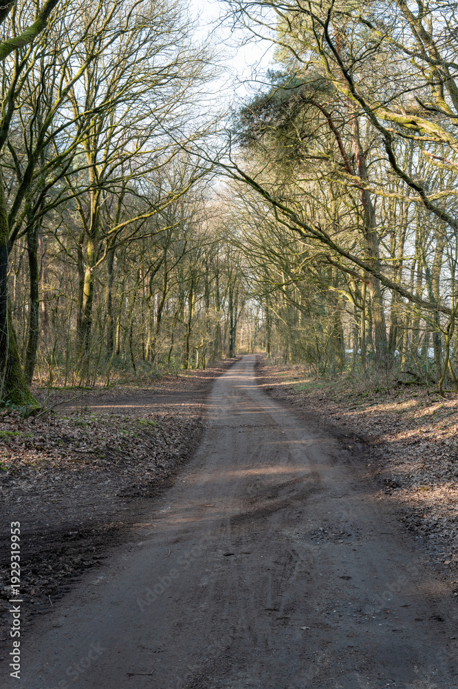 Obraz premium Dirt path winding through forest in borken, germany