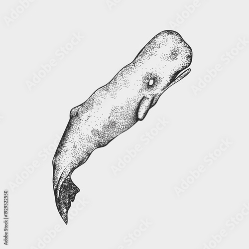 Sperm Whale Dotwork Stipple Vector Illustration
