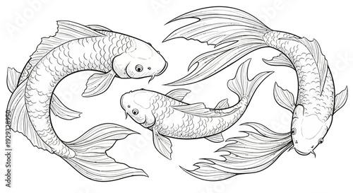 Elegant Koi Fish Illustration - Yin Yang Symbolism, Japanese Art