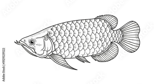 Arowana Fish - Hand Drawn Illustration