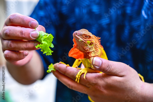 Obraz na płótnie Exotic pet lover feeding fresh vegetable to colorful iguana