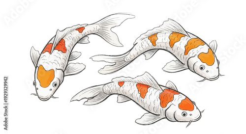 Three Koi Carp Fish Illustration