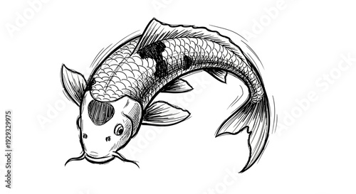 Hand Drawn Koi Fish Sketch, Japanese Carp Illustration, Asian Art Style