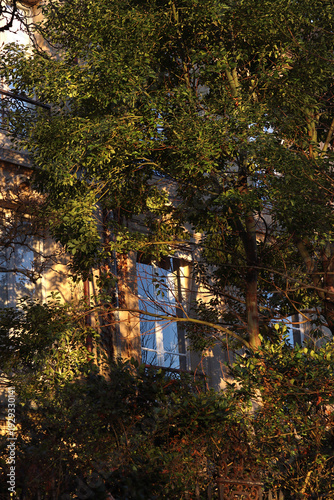 un rayon de soleil sur une fenêtre cachée par les branches d'un arbre d'un immeuble d'habitation