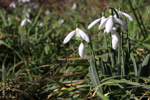 Les premières fleurs de l'année : les perce-neige, magnifique fleurs blanches de la famille des crocus. 