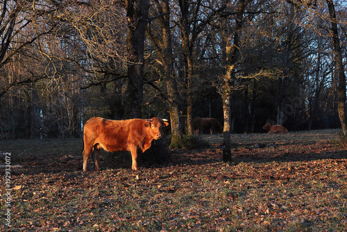une vache limousine au soleil couchant, à l'orée d'une forêt en hiver