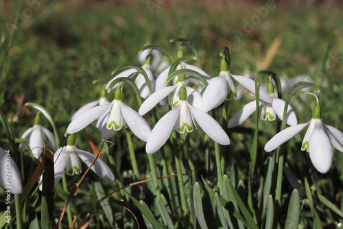 Les premières fleurs de l'année : les perce-neige, magnifique fleurs blanches de la famille des crocus. 
