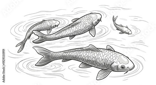 Elegant Koi Fish Swimming in Rippling Water Pond - Black and White Illustration