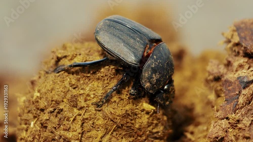 Closeup macro of beetles making a dung ball in a heap. Wild life nature in natural habitat. Amazing insects of South Africa. African safari, exotic country. Conservation nature in national park