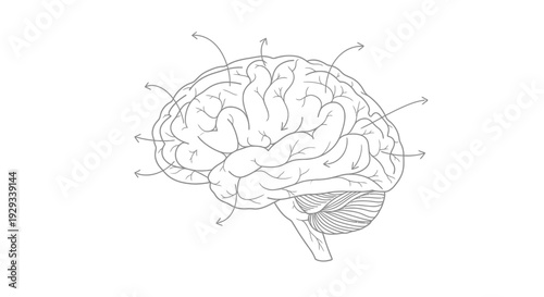 Brain With Arrows Indicating Information Flow - Line Art