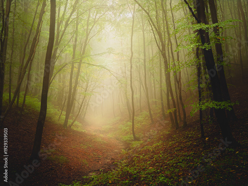 Mystical Spring Forest With Golden Fog Light