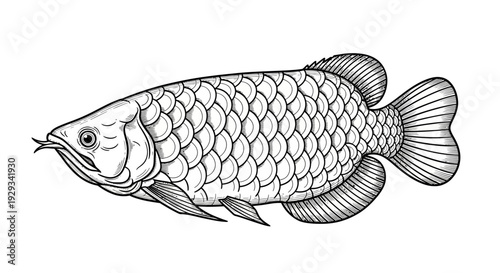 Arowana Fish Illustration Line Art