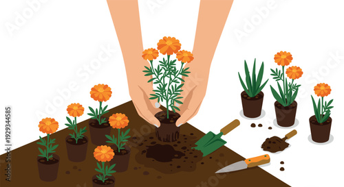 hands planting marigold flowers in pots with gardening tools flat vector illustration