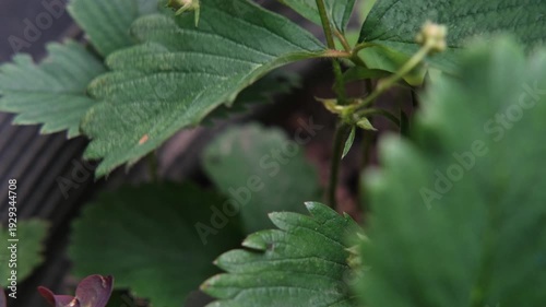 A woman picks ripe strawberries from a garden bed in summer.