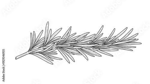 Intricate black and white engraving of a fresh rosemary sprig showing detailed needle like leaves and texture.