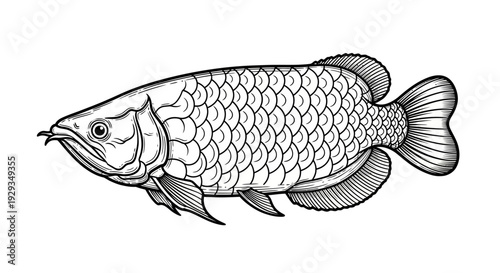 Arowana Fish Illustration