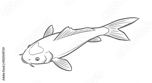 Black and White Koi Fish Drawing, Japanese Carp Illustration, Simple Line Art