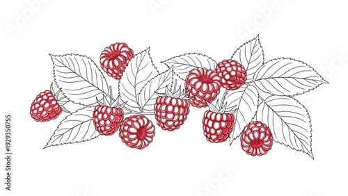raspberries with leaves hand drawn colored vector illustration with outline style for food design